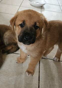 Rescue Labrador Retriever and Shepherd Dogs for Adoption in Calgary, Alberta - Mystique | PetCurious