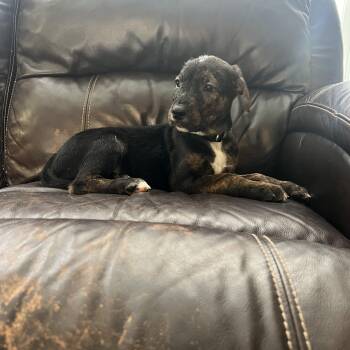 Labrador Retriever Dogs Available for Adoption - Hedwig | PetCurious