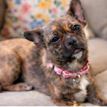 Pug and Chihuahua Dogs Available for Adoption in Evansville, Wisconsin - MOLLY | PetCurious
