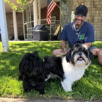 Teddy -  Shih Tzu Dog for Adoption in Hampton Bays, New York - Teddy | PetCurious