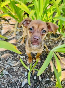 Chiweenie and Chihuahua Dogs Available for Adoption in San Diego, California - Cappuccino | PetCurious