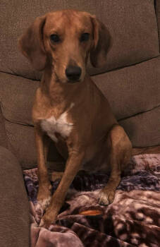 Rescue Redbone Coonhound Dogs for Adoption in Osteen, Florida - Huck Finn | PetCurious