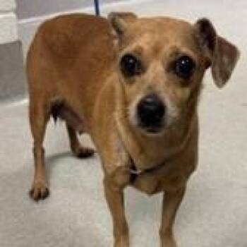 Ellie -  Chihuahua and Mixed Breed Dog for Adoption in Calverton, New York - Ellie | PetCurious