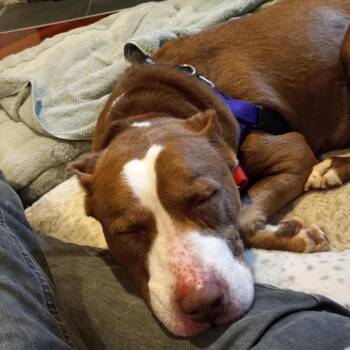 Mixed Breed Dogs Available for Adoption in Philadelphia, Pennsylvania - Java Bean | PetCurious