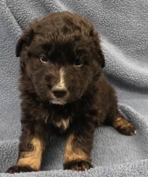 Shepherd Dogs Available for Adoption in Thief River Falls, Minnesota - Yip | PetCurious