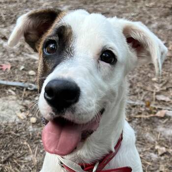 Hazel -  Pointer and American Staffordshire Terrier Dog for Adoption in Cedar Mountain, North Carolina - Hazel | PetCurious