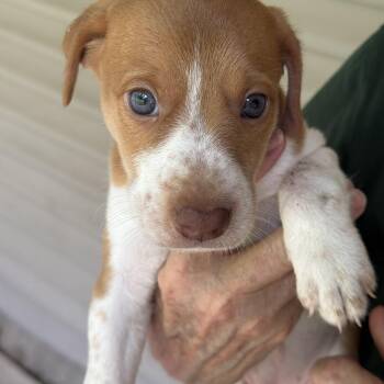 Pearl -  Feist Dog for Adoption in Heber Springs, Arkansas - Pearl | PetCurious