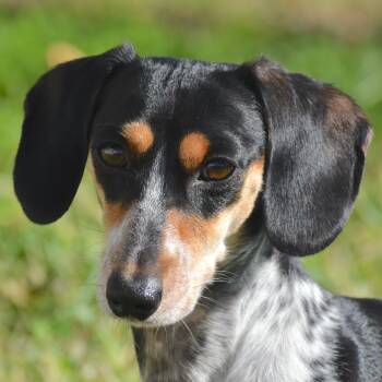 Ditto -  Dachshund Dog for Adoption in Auburn, Nebraska - Ditto | PetCurious