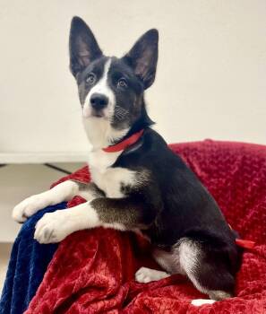Suika -  Border Collie Dog for Adoption in Jamestown, California - Suika | PetCurious