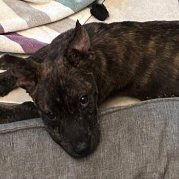Banksy -  Terrier Dog for Adoption in Melrose, Florida - Banksy | PetCurious