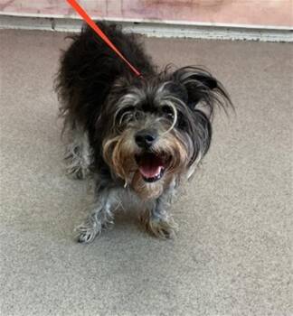LUMIERE -  Terrier and Mixed Breed Dog for Adoption in San Bernardino, California - LUMIERE | PetCurious