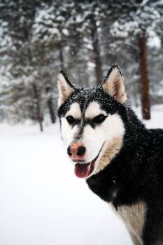 Rescue Husky Dogs for Adoption in Leadville, Colorado - Steve | PetCurious