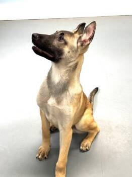 Belgian Shepherd Malinois and Mixed Breed Dogs Available for Adoption in Hawk Point, Missouri - Lumber | PetCurious