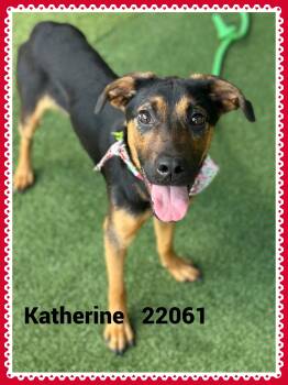 KATHERINE (also see KELLY) -  Hound and Labrador Retriever Dog for Adoption in Marietta, Georgia - KATHERINE (also See KELLY) | PetCurious