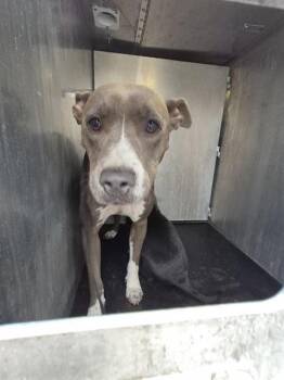 American Staffordshire Terrier Dogs Available for Adoption in San Antonio, Texas - CHILE | PetCurious