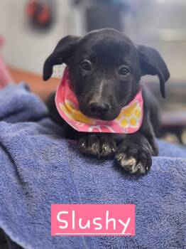 Slushy -  German Shepherd Dog Dog for Adoption in Walthill, Nebraska - Slushy | PetCurious