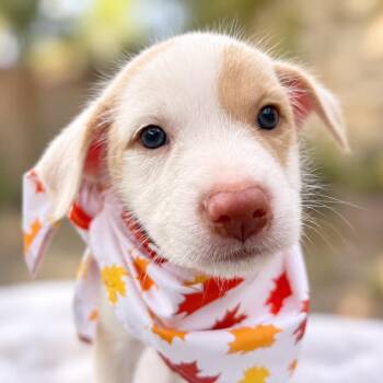 Miss Columbia -  Terrier and Labrador Retriever Dog for Adoption in Boerne, Texas - Miss Columbia | PetCurious