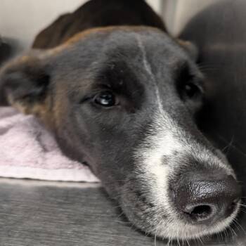 Persephone -  Shepherd Dog for Adoption in Abilene, Texas - Persephone | PetCurious