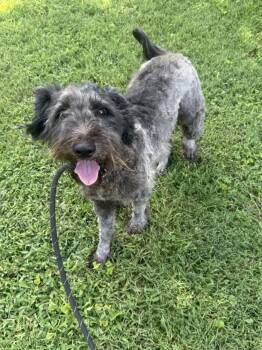 May -  Poodle Dog for Adoption in Westwood, New Jersey - May | PetCurious
