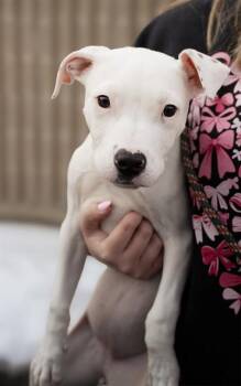 Pit Bull Terrier and Mixed Breed Dogs Available for Adoption - PERDY | PetCurious