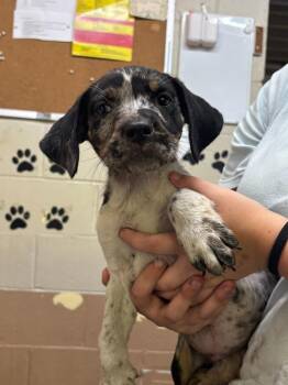 Bluey -  Labrador Retriever and Australian Cattle Dog Blue Heeler Dog for Adoption in Swainsboro, Georgia - Bluey | PetCurious