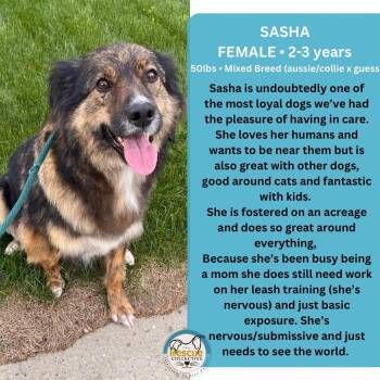 Sasha -  Mixed Breed and Australian Cattle Dog Blue Heeler Dog for Adoption in Clive, Alberta - Sasha | PetCurious