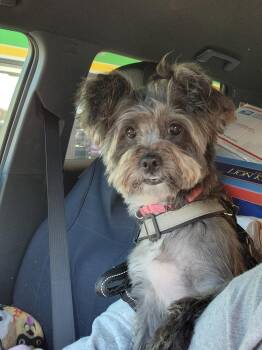981 (Lulu) -  Yorkshire Terrier Dog for Adoption in Plymouth, Michigan - 981 (Lulu) | PetCurious
