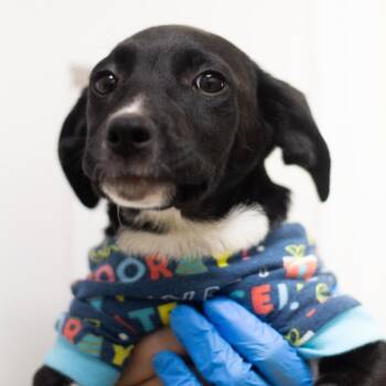 Duffy 22106 -  Hound and Labrador Retriever Dog for Adoption in Cumming, Georgia - Duffy 22106 | PetCurious