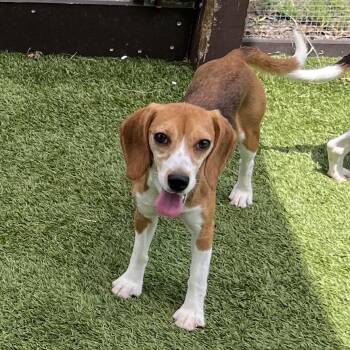 Muffin 5049/8843 -  Beagle Dog for Adoption in Loxahatchee Groves, Florida - Muffin 5049/8843 | PetCurious