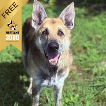 Dutton -  German Shepherd Dog Dog for Adoption in Ridgely, Maryland - Dutton | PetCurious