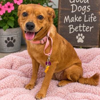 Sadie -  Golden Retriever and Mixed Breed Dog for Adoption in Merritt Island, Florida - Sadie | PetCurious
