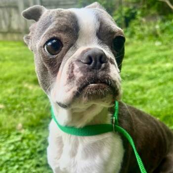 Boston Terrier Dogs Available for Adoption in Cincinnati, Ohio - Figgy | PetCurious