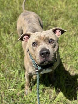 Rescue American Staffordshire Terrier Dogs for Adoption in Fort Lauderdale, Florida - STOIC | PetCurious