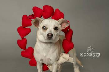 Chihuahua Dogs Available for Adoption - Poet | PetCurious