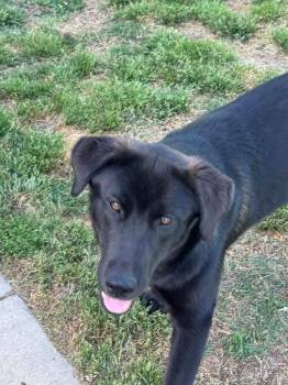 Labrador Retriever and Shepherd Dogs Available for Adoption in Taycheedah, Wisconsin - Pollie | PetCurious