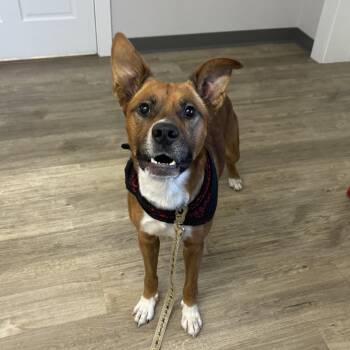 Rescue Mixed Breed Dogs for Adoption in Jamestown, North Dakota - Buddy | PetCurious