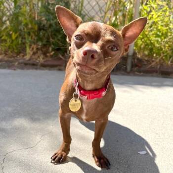 Chihuahua and Miniature Pinscher Dogs Available for Adoption in Los Angeles, California - Cherie | PetCurious