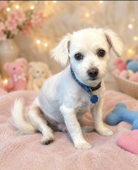 Jake Bug -  Fox Terrier Dog for Adoption in Cedartown, Georgia - Jake Bug | PetCurious