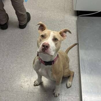 Rescue Pit Bull Terrier Dogs for Adoption in Bastrop, Texas - Jocey 25-11-014 | PetCurious