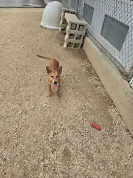 Mixed Breed Dogs Available for Adoption in Maquoketa, Iowa - Simba | PetCurious