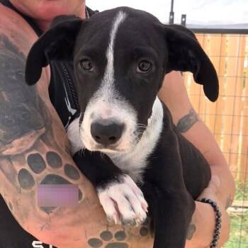 Willow -  Terrier and Mixed Breed Dog for Adoption in Lenexa, Kansas - Willow | PetCurious