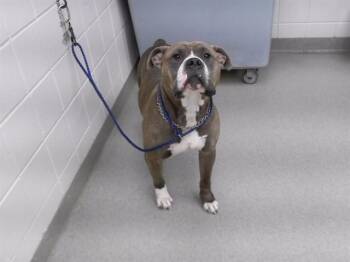 Boxer and Mixed Breed Dogs Available for Adoption in Omaha, Nebraska - HEATHCLIFF | PetCurious