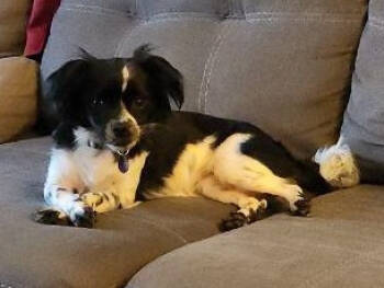 Rescue Papillon and Mixed Breed Dogs for Adoption in Warren, Michigan - Missy | PetCurious