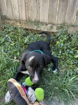 Border Collie and Plott Hound Dogs Available for Adoption in Denver, Colorado - Jerry Garcia | PetCurious
