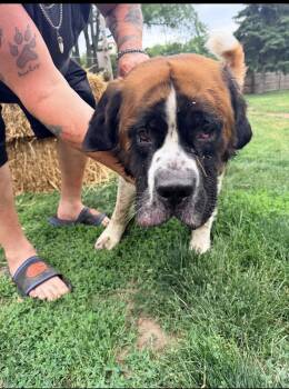 Bruno -  Saint Bernard Dog for Adoption in Oswego, Illinois - Bruno | PetCurious