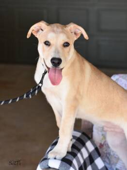 Rescue Yellow Labrador Retriever and Carolina Dog Dogs for Adoption in Conroe, Texas - Sammie | PetCurious