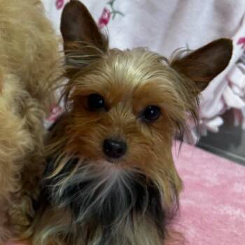 Lucky -  Yorkshire Terrier Dog for Adoption - Lucky | PetCurious