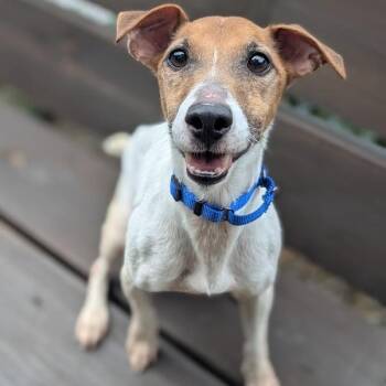 Scrappy -  Mixed Breed and Jack Russell Terrier Dog for Adoption in West Olive, Michigan - Scrappy | PetCurious