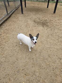 Corgi Dogs Available for Adoption in Maquoketa, Iowa - Pickle | PetCurious