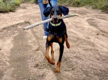 Rescue Mixed Breed Dogs for Adoption in Santa Fe, New Mexico - GRACIE | PetCurious